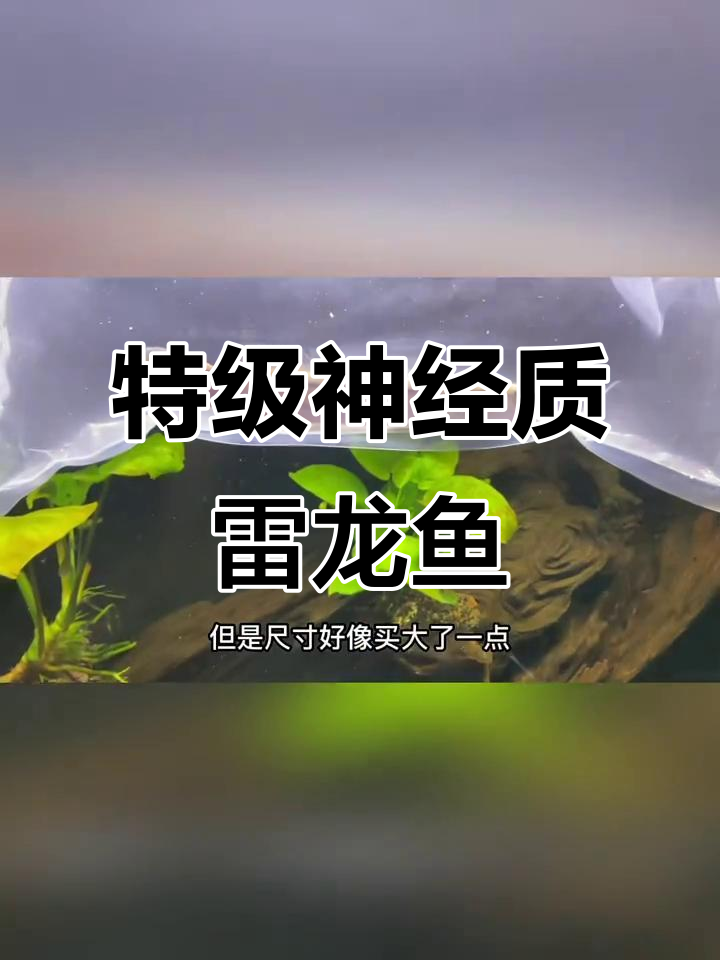 神经质铅笔雷龙鱼开箱,敢与黄猛牙鱼争锋
