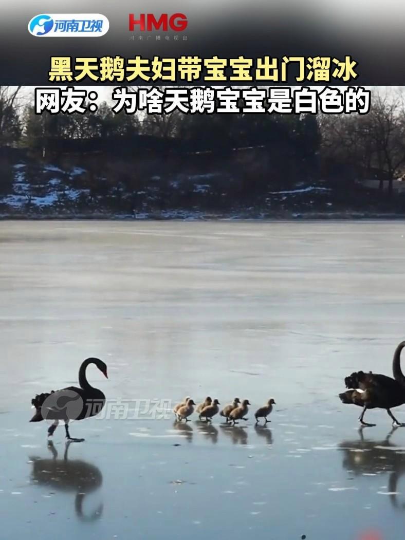 黑天鹅夫妇带宝宝出门溜冰，网友：为啥天鹅宝宝是白色的#动物界的显眼包