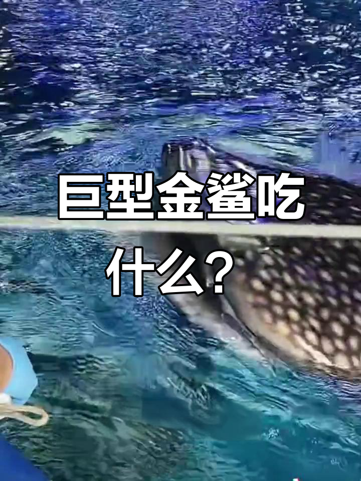 金鲨:世界上最大鱼的食物揭秘,竟然吃这些!