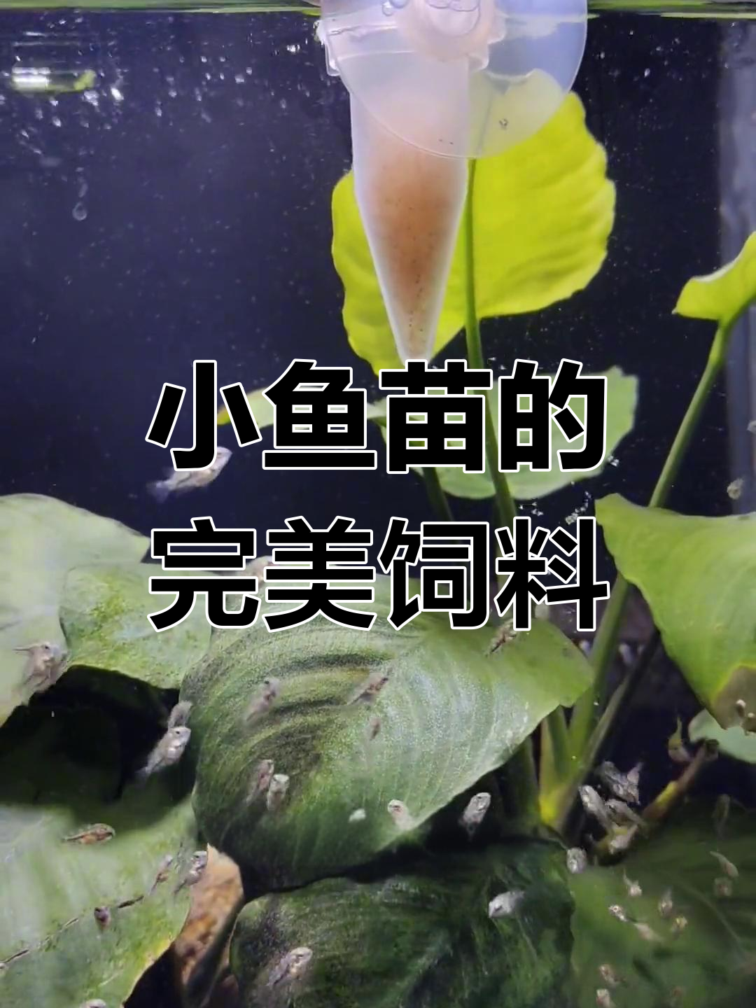 小鱼苗最佳食物,丰年虾冷冻包装,方便又实惠!