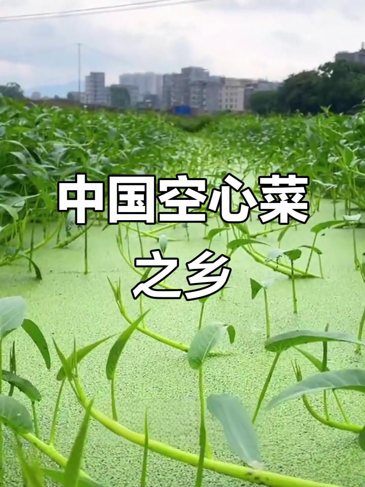 博白空心菜:中国最长杆茎的蔬菜之王,上市高峰期揭秘