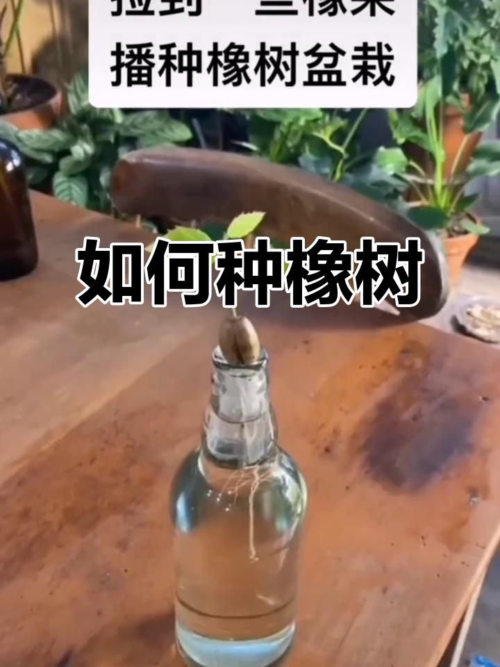 橡树育苗全攻略:从种子到小树的成长过程