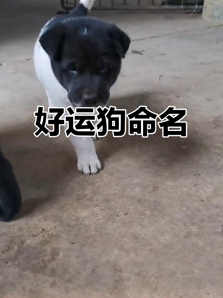 黑白相间的狗狗,据说能带来好运,取个富贵名字吧!