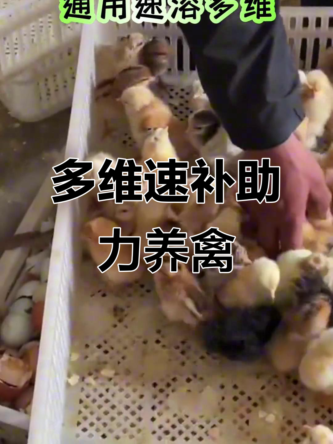 鸡鸭鹅鸽子鹌鹑必备多维补充,快速生长更健康