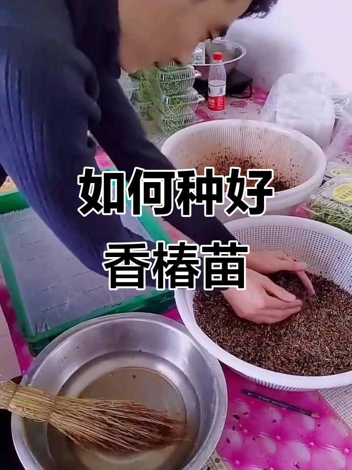香椿苗种植技巧大揭秘,轻松学会芽苗菜培育