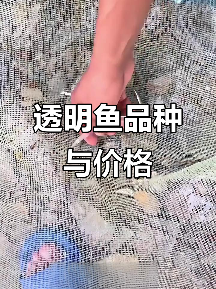 这些透明鱼你见过吗?从蛇塔到月鲤,价格差异大揭秘