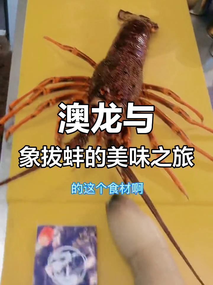 澳洲龙虾与加拿大象拔蚌的豪华对比,肉质鲜美无敌