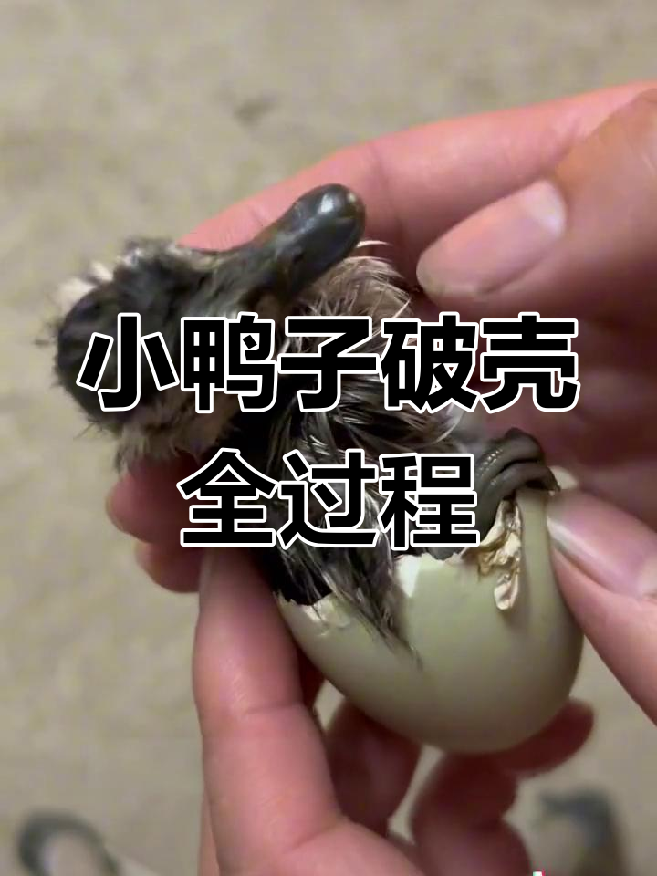 孵化针尾鸭，蛋壳破裂后惊现小生命的奇迹时刻