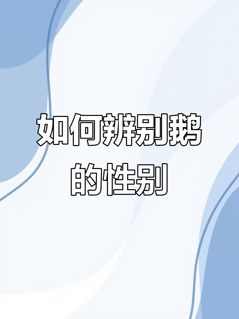 鹅公母分辨最简单方法,一看就懂