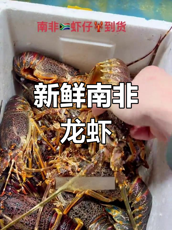 南非龙虾仔到货,价格实惠