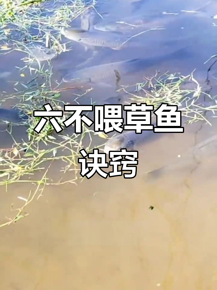 草鱼养殖六大禁忌,喂错就亏大了