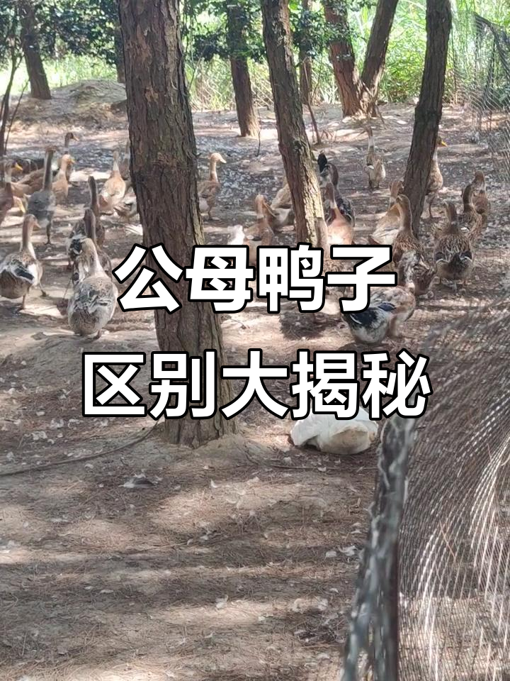 鸭子的公母差异与价格揭秘,青头麻鸭和零五幺的秘密