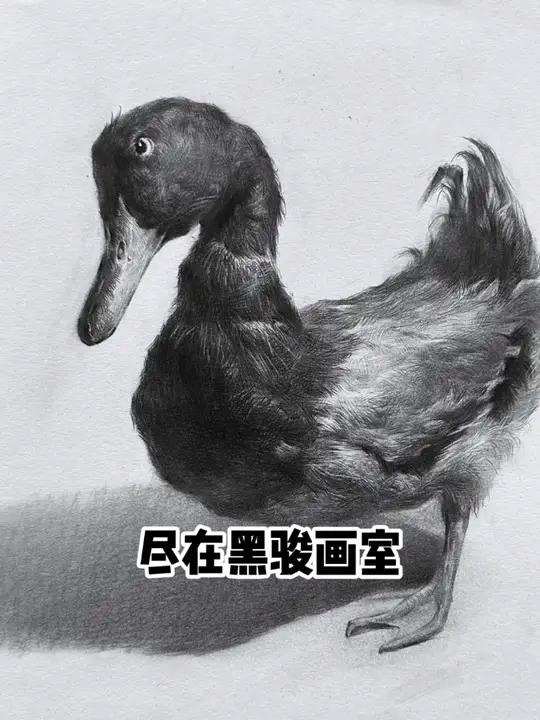 鸭子怎么画?画画 素描 一起学画画 黑骏画室 深圳画室