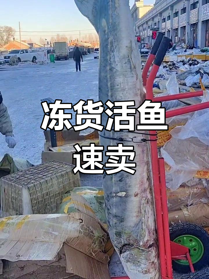同江市场忙碌,俄罗斯大鲫鱼现售