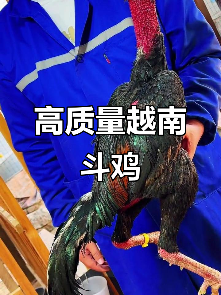 越南超重斗鸡,皮肤爆红、龙骨紧实,三棱嘴完美呈现