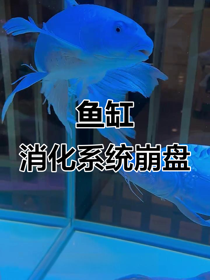 鱼缸硝化系统崩溃的三大原因,如何避免死鱼