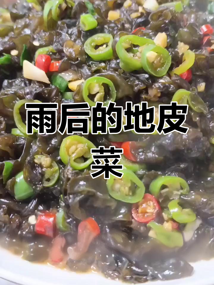 地皮菜,雨后常见,营养丰富,功效多