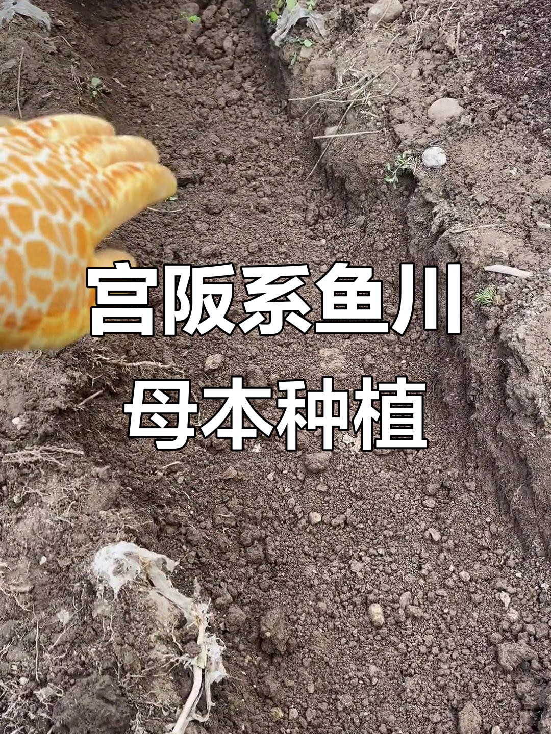 宫阪系鱼川母本栽种技巧:鸡肥、猪粪与花土的完美配合
