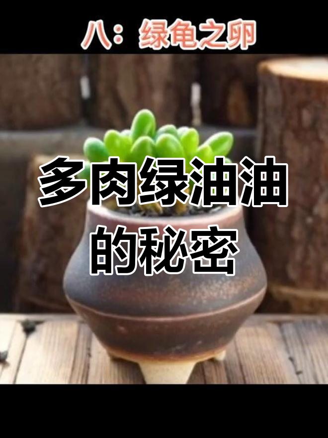 绿色系多肉大盘点,妈妈再也不担心了