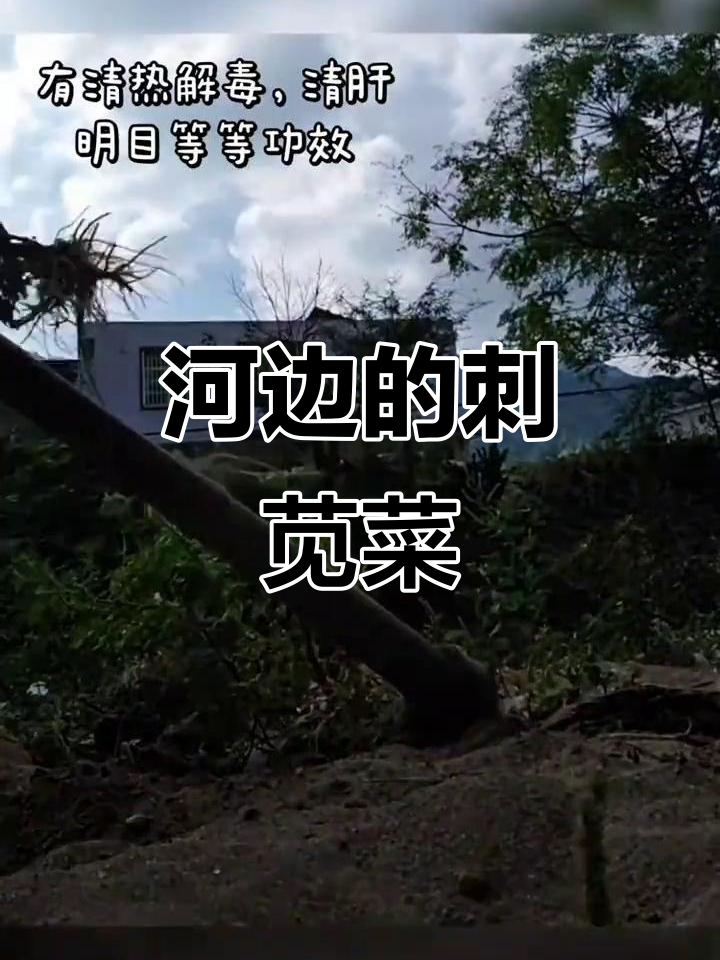 河边刺苋菜,清热解毒又明目,炖汤超美味