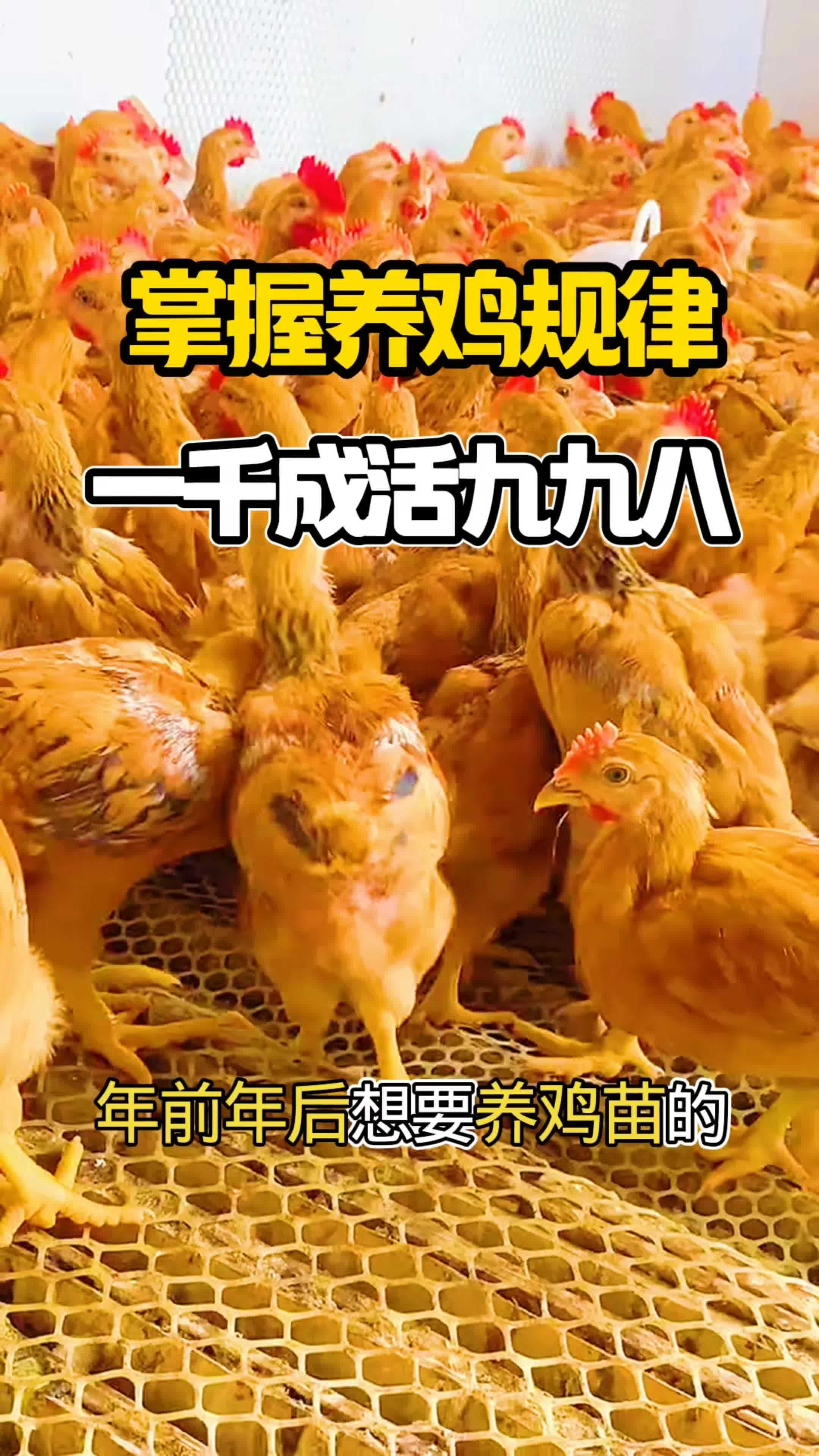#养鸡 #散养土鸡 #鸡病防治 #养鸡技术 #鸡鸭鹅养殖