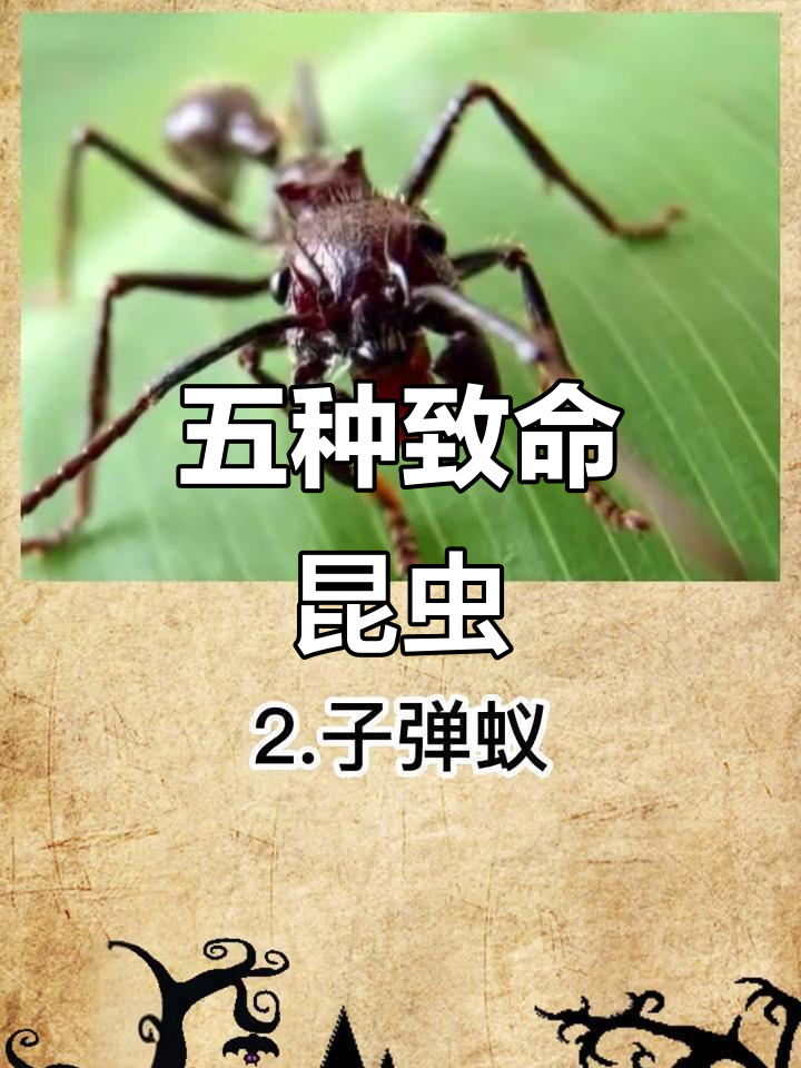 史上最恐怖的五种虫子,遇到赶紧跑!