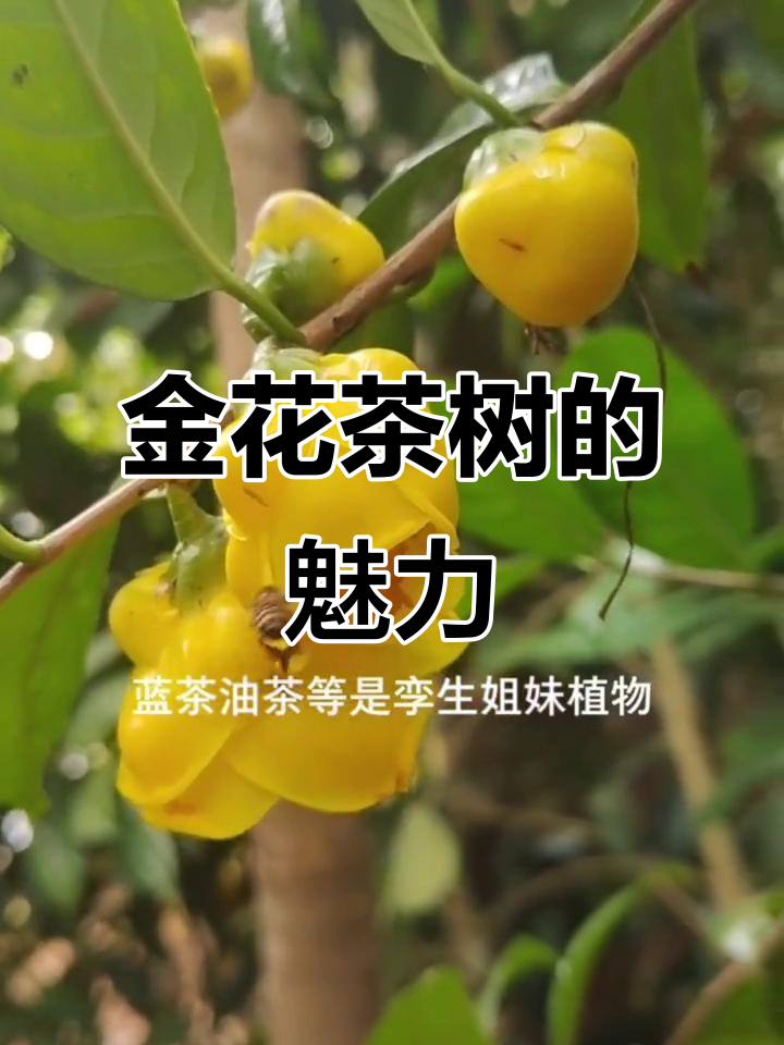 古老野生金花茶树,形态优美,稀有珍贵