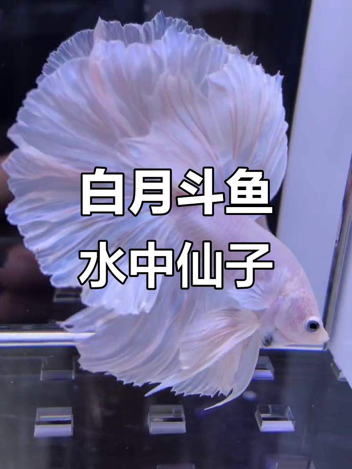 仙气飘飘的白色半月斗鱼,如仙女般美丽