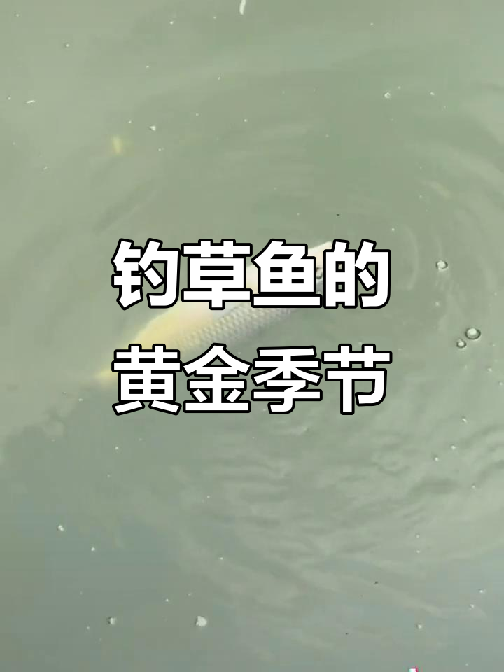 九月十月钓草鱼的最佳时机,错过就要等一年