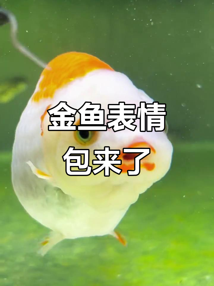 小金鱼表情包大集合,萌宠来袭!