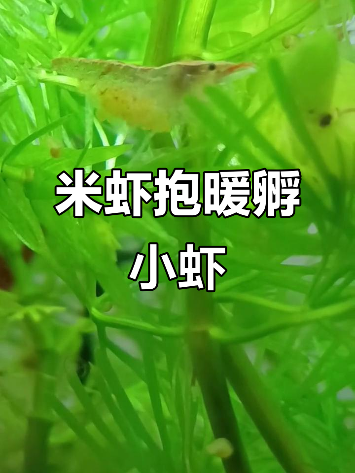 樱花虾抱卵孵化，萌宠新生命即将诞生