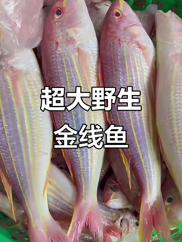 超大野生金线鱼,7两以上超值一条