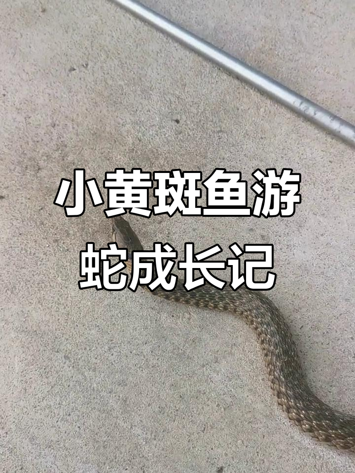 刚出生的小黄斑鱼游蛇，长大了一些更可爱了