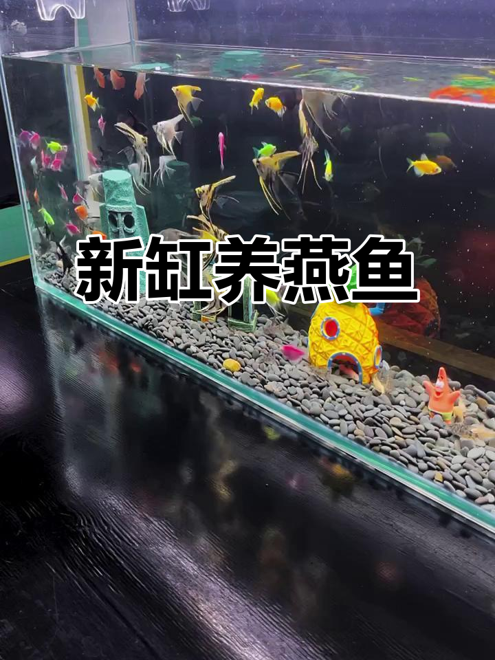 鱼缸大清理,燕鱼入新家!