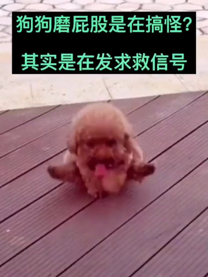 狗狗磨屁股其实是在发求救信号