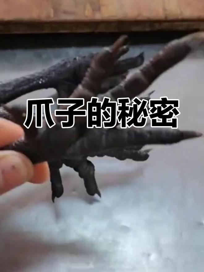 白毛乌鸡与黑毛乌鸡的爪子差异,轻松辨别