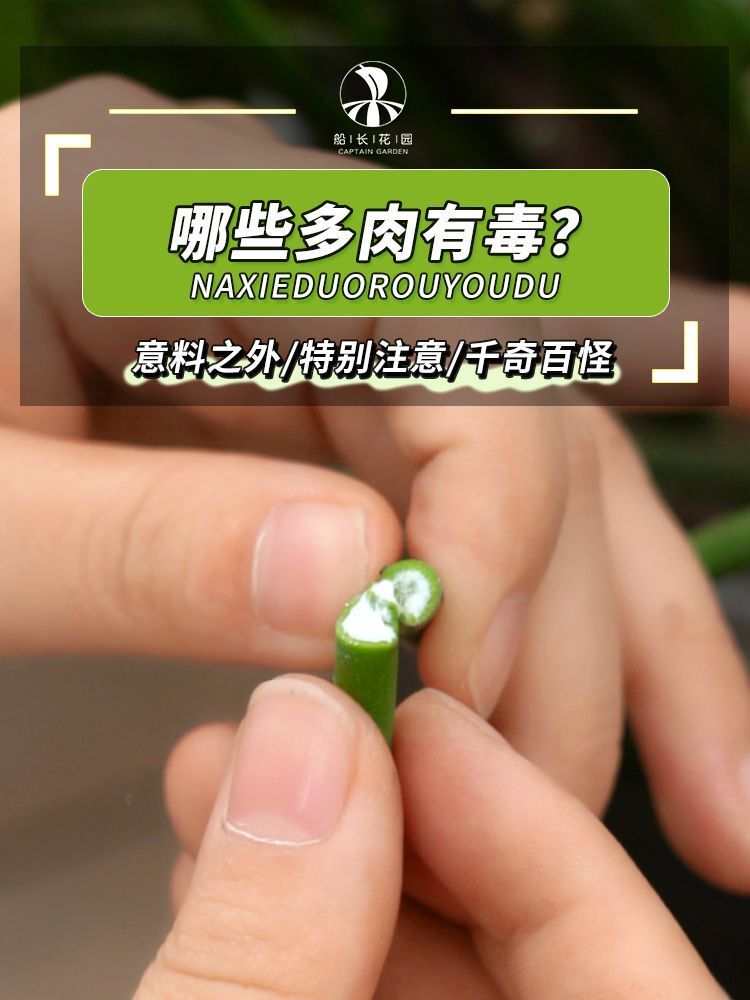 这些多肉都有毒,你知道吗?