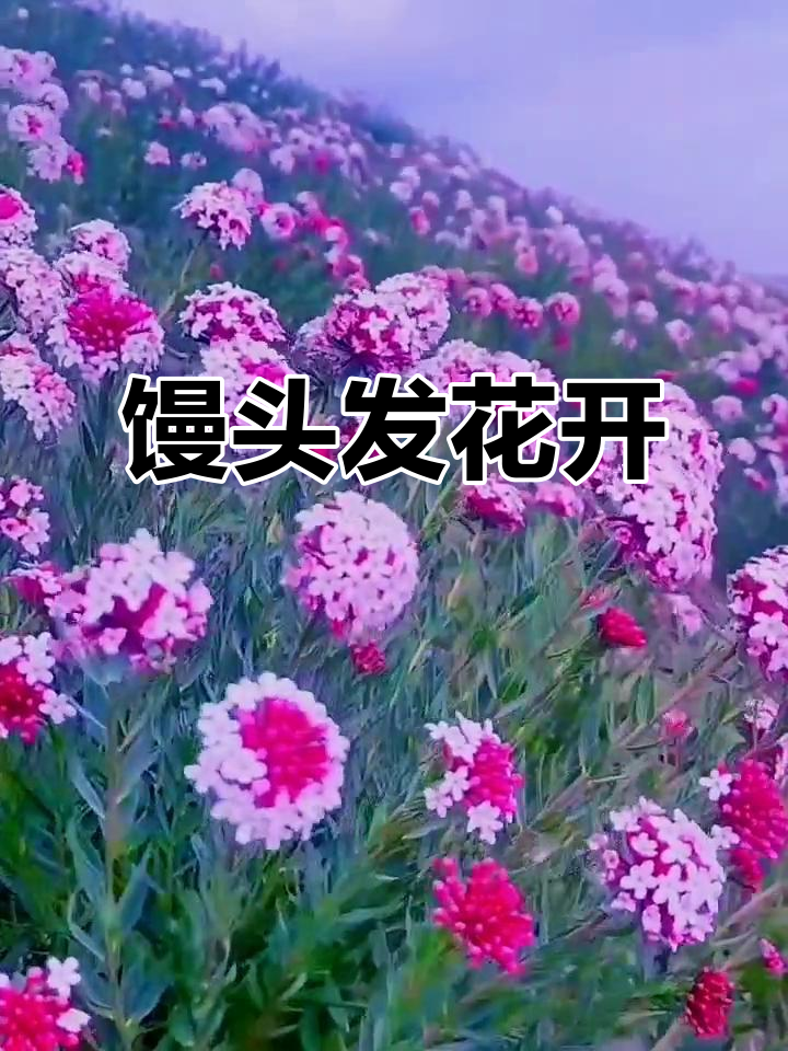 湟源馒头花盛开,美景如画,令人陶醉