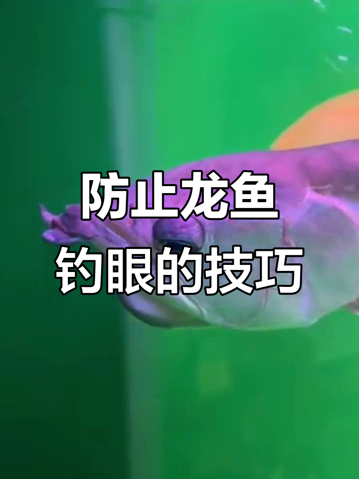 龙鱼掉眼原因与预防方法,避免这些诱因让眼睛恢复健康
