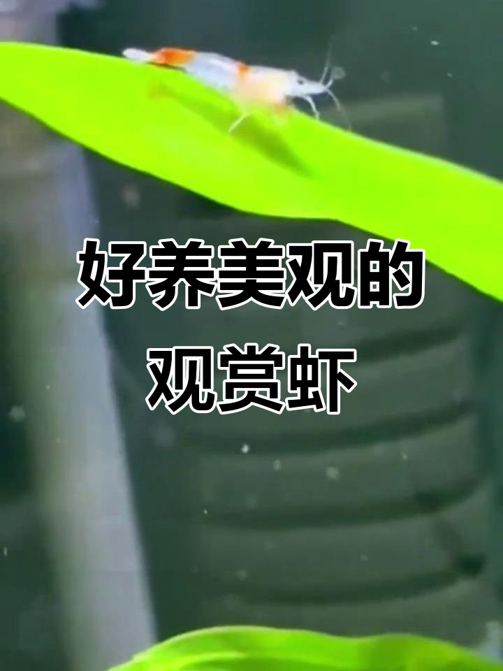 草缸必备！盘点那些好看又好养的观赏虾