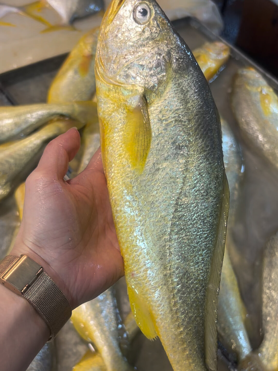 深海黄花鱼:肉质鲜嫩美味,入口即化,一斤只要几十块,以清蒸,红烧,干煎