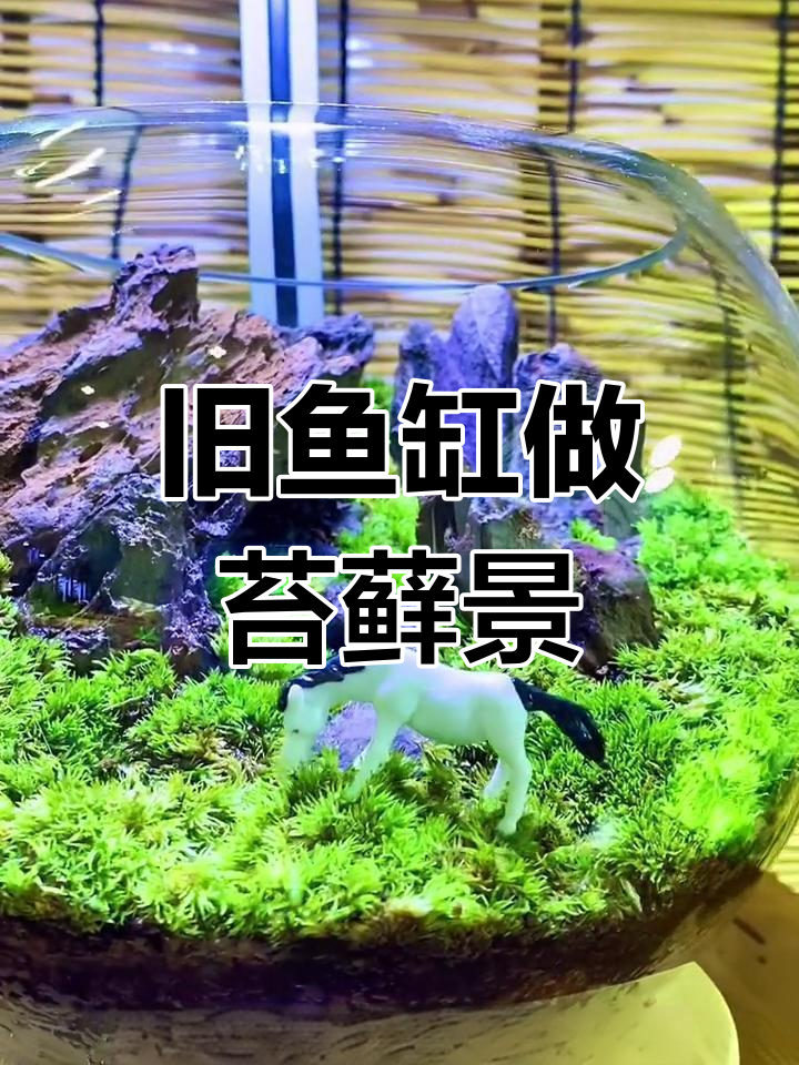 废鱼缸变身微景观,打造自然小天地