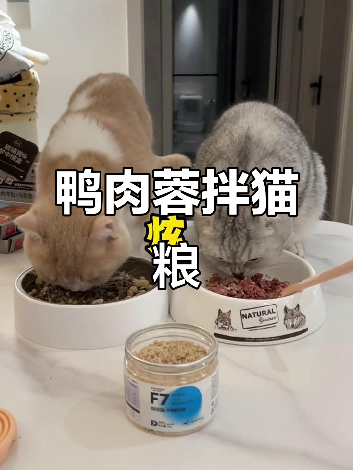 鸭肉蓉拌饭,猫咪食欲大增!高山菜、乳酸菌让毛孩子更健康