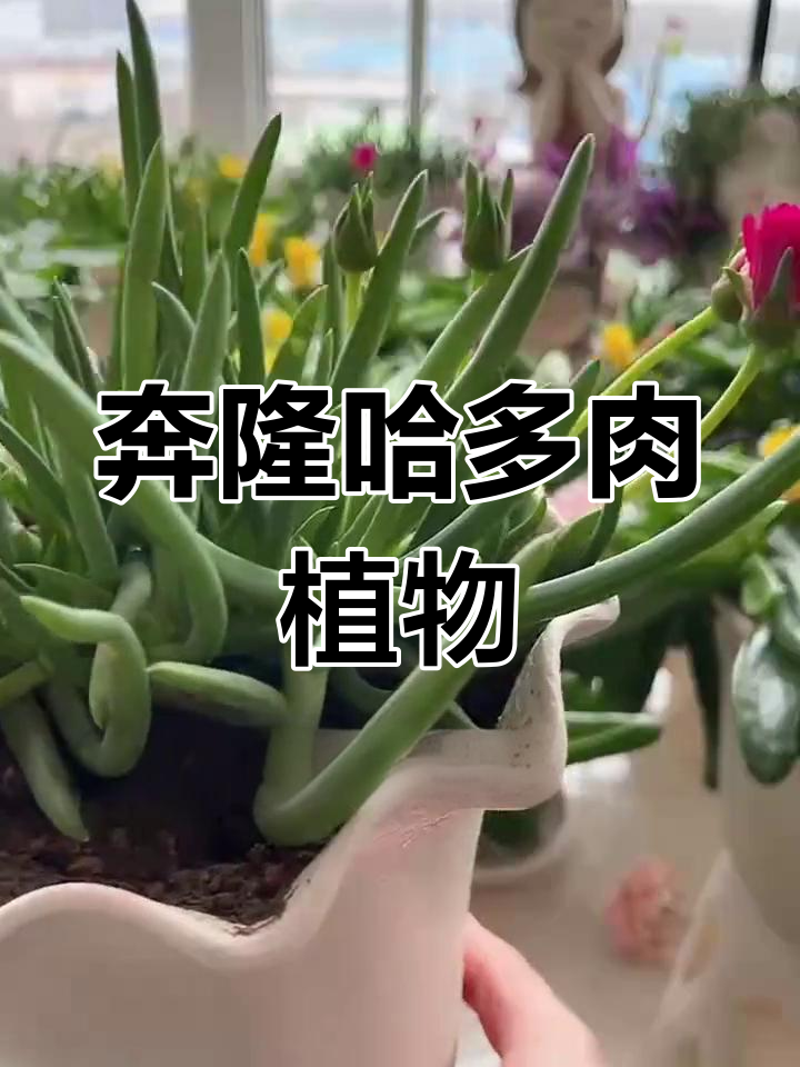 奔龙多肉植物:轻松扦插,桌面绿植新选择