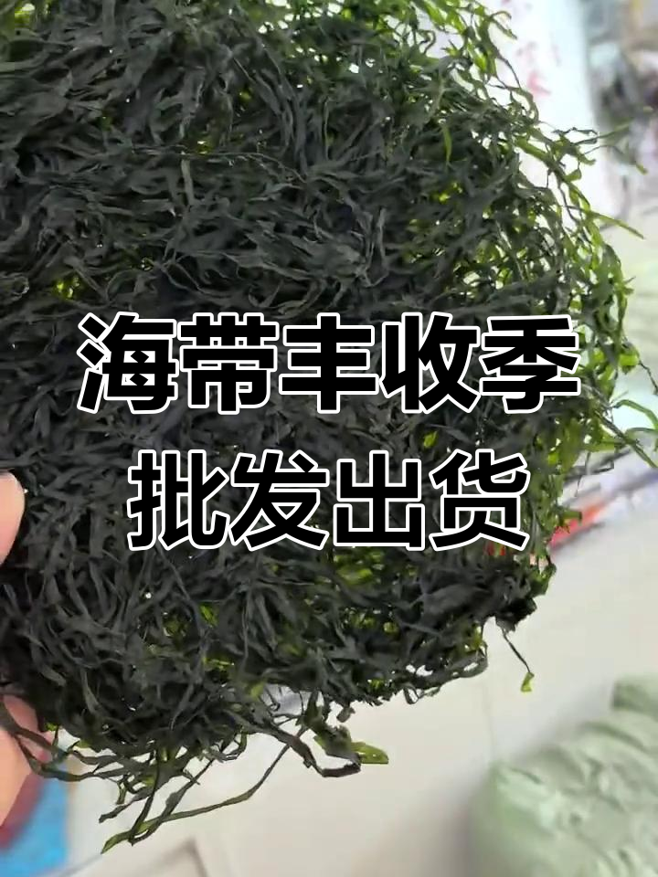 霞浦海带丰收,新鲜出炉凉拌美味,黑绿鲜亮批发走量