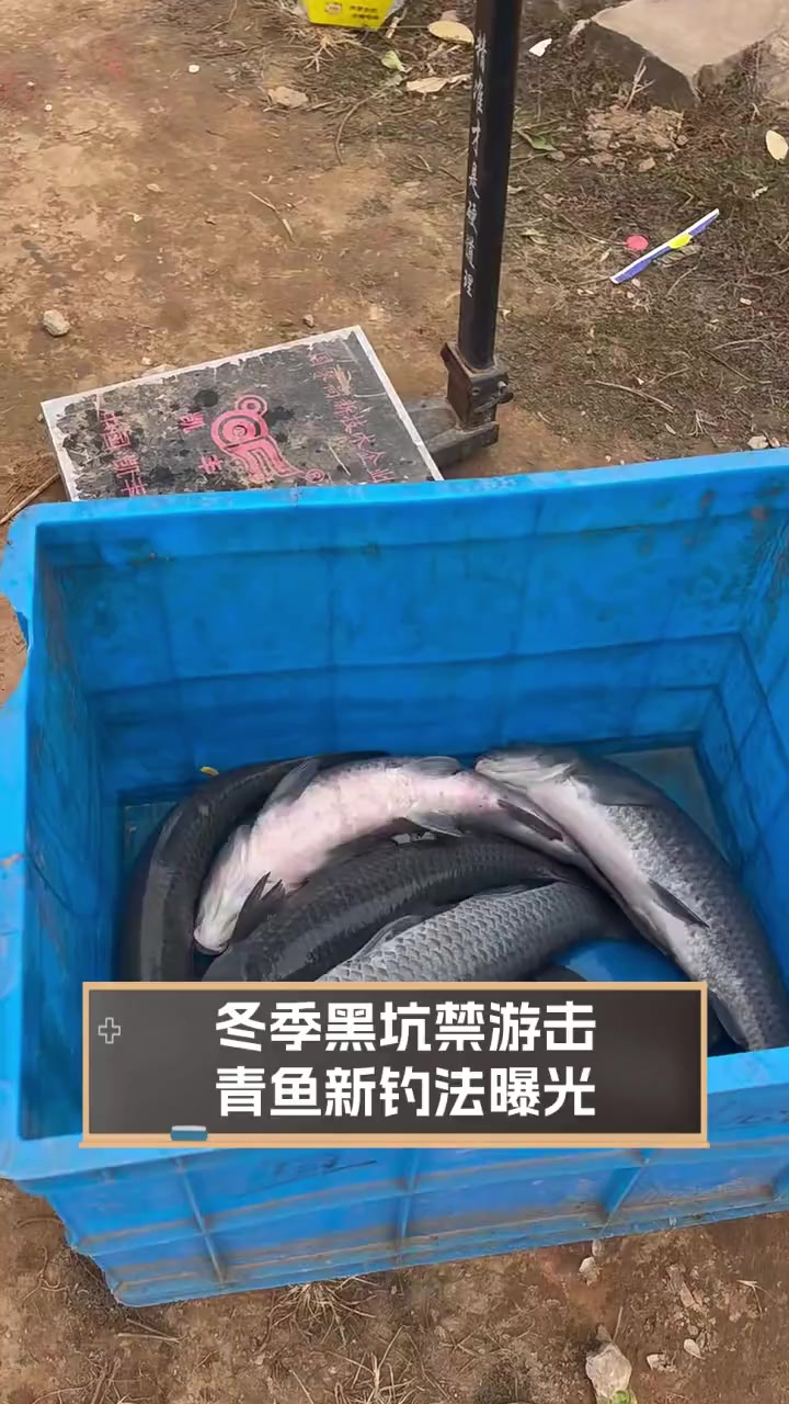 冬季黑坑禁游击,青鱼新钓法曝光