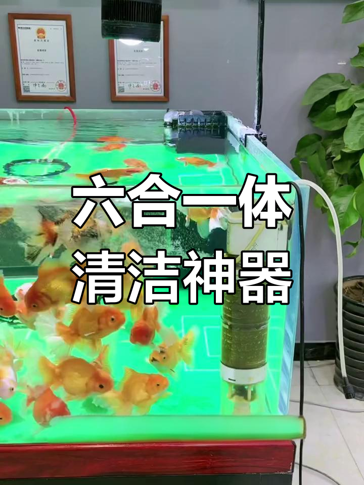 鱼马桶六合一,清洁更高效!