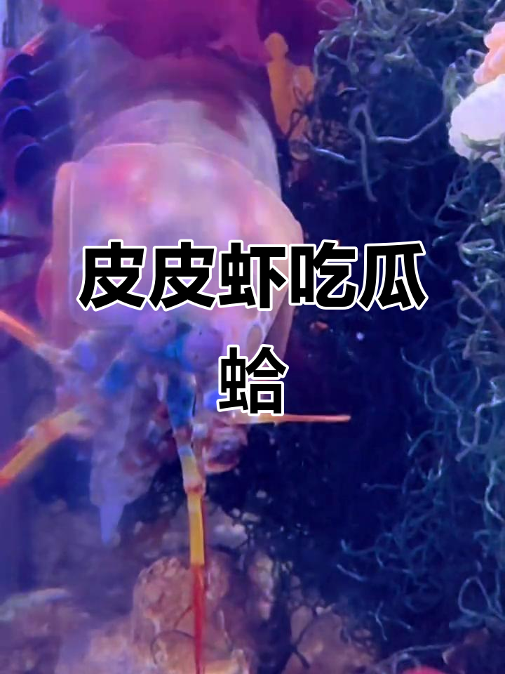 皮皮虾与花蛤的“对决”:七彩螳螂虾捕食实录