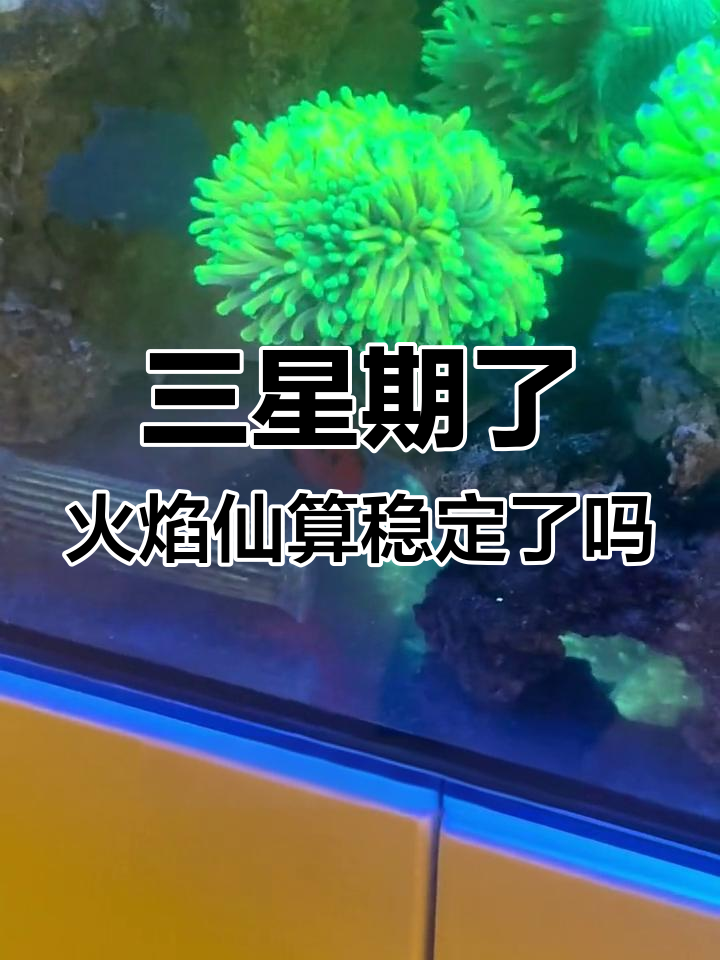 火焰仙玫瑰已经适应新环境,三周时间算是养定了吧?