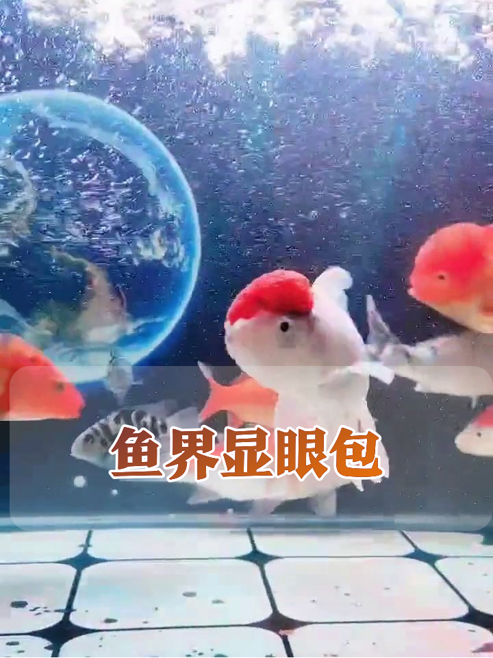 红冠鱼带头巡游,鱼缸秒变欢乐社交场